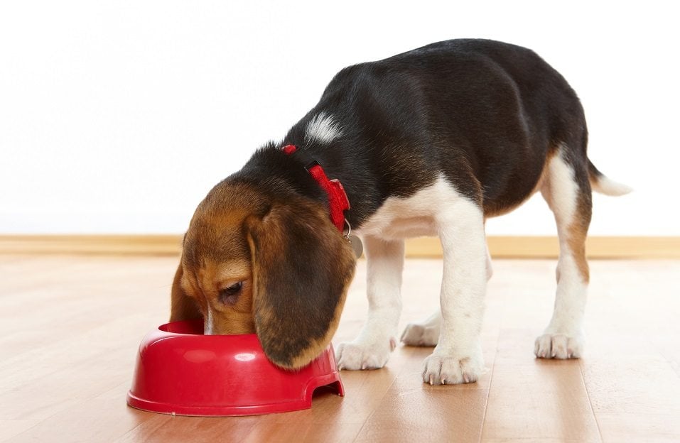 Beagle puppy eating from a dish