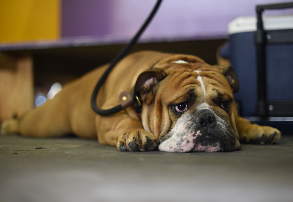A bulldog lies on the floor and waits to compete