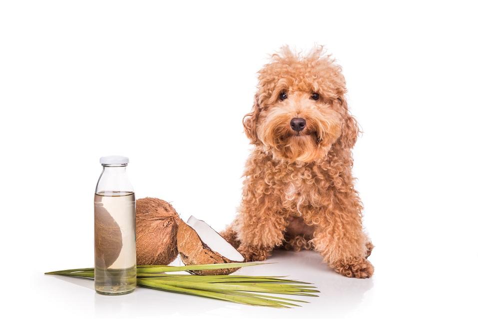 Coconut oil and fats are good
