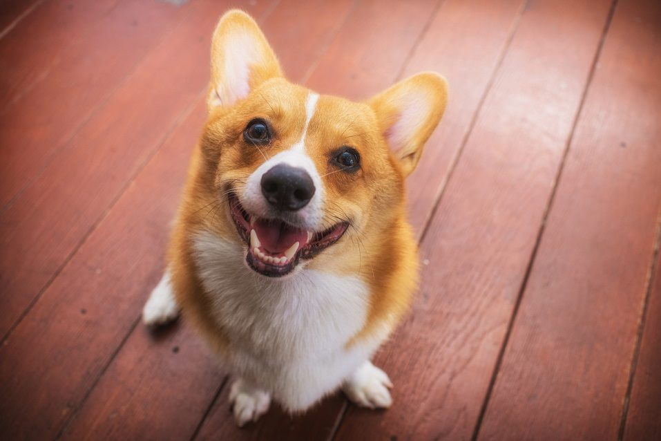 Corgi dog soft focus