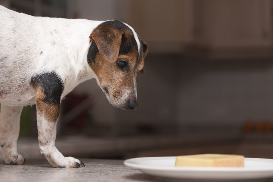 Jack Russell terrier