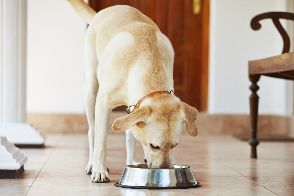 Hungry labrador retriever eating from a bowl