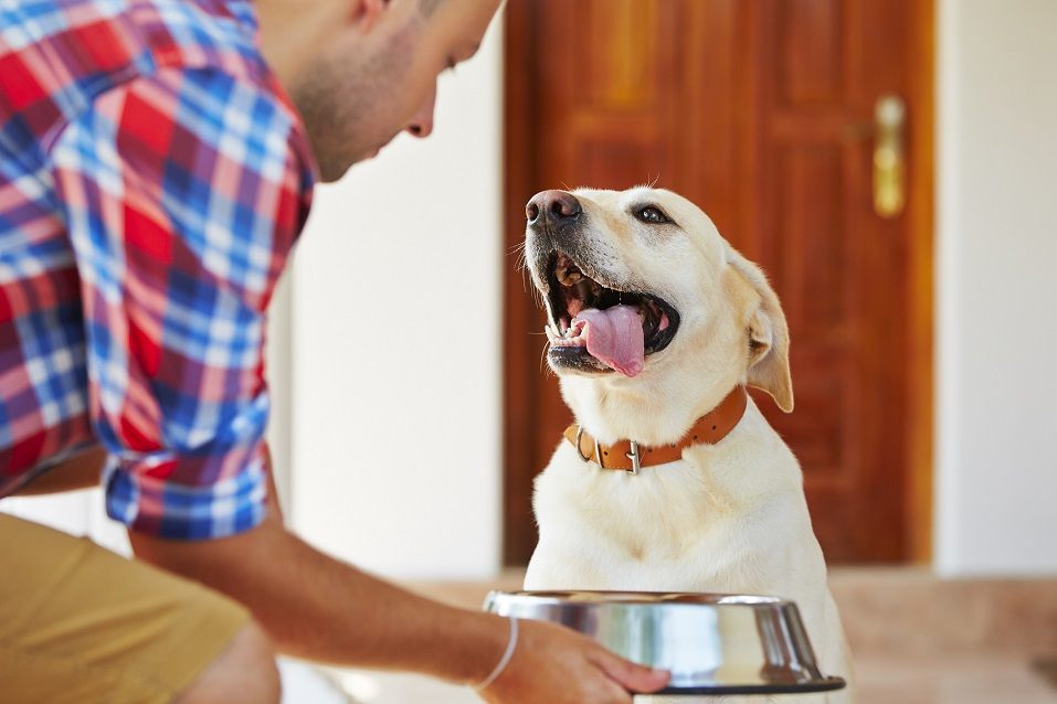 Hungry labrador retriever looking at his owner