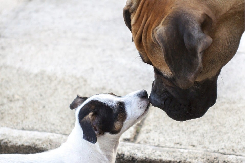 A Jack Russell terrier noses a bullmastiff