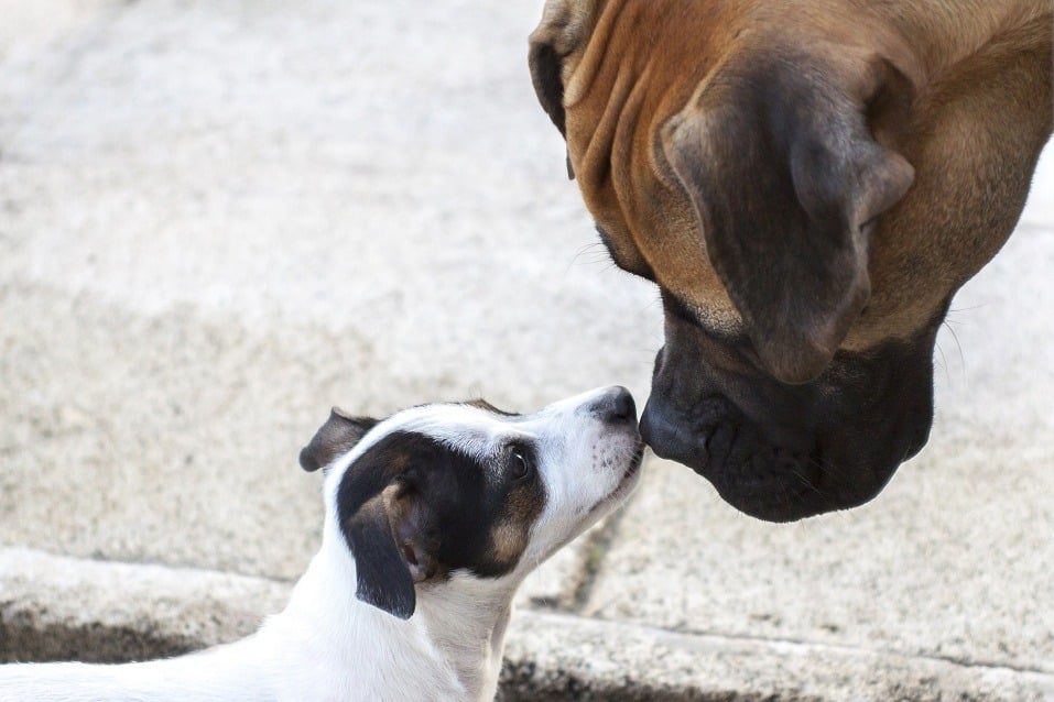 Jack Russell closer to a bullmastiff.