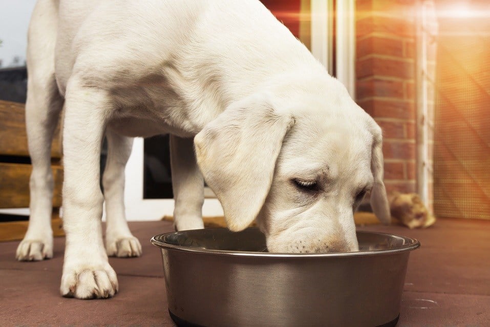 Labrador puppy is eating a bone with meat from a bowl