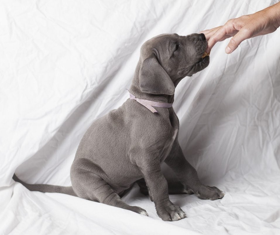 Grey Great Dane puppy licking peanut butter