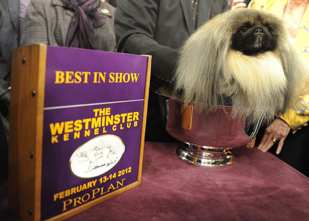 Malachy, a Pekingese, after winning Best in Show during the 136th Westminster Kennel Club Annual Dog Show held at Madison Square Garden February 14, 2012. AFP PHOTO / TIMOTHY A. CLARY (Photo credit should read TIMOTHY A. CLARY/AFP/Getty Images)