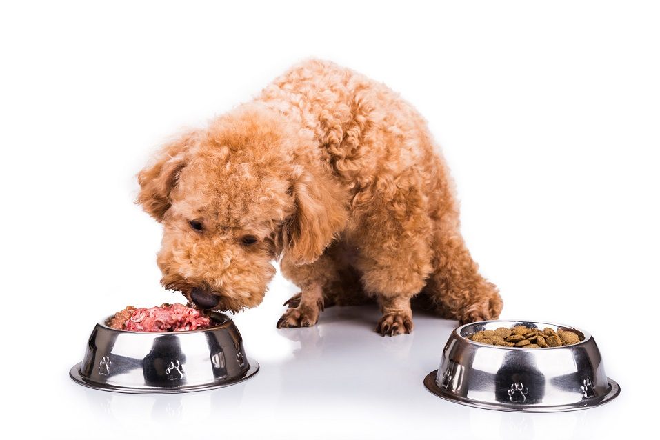 poodle chooses between two food bowls