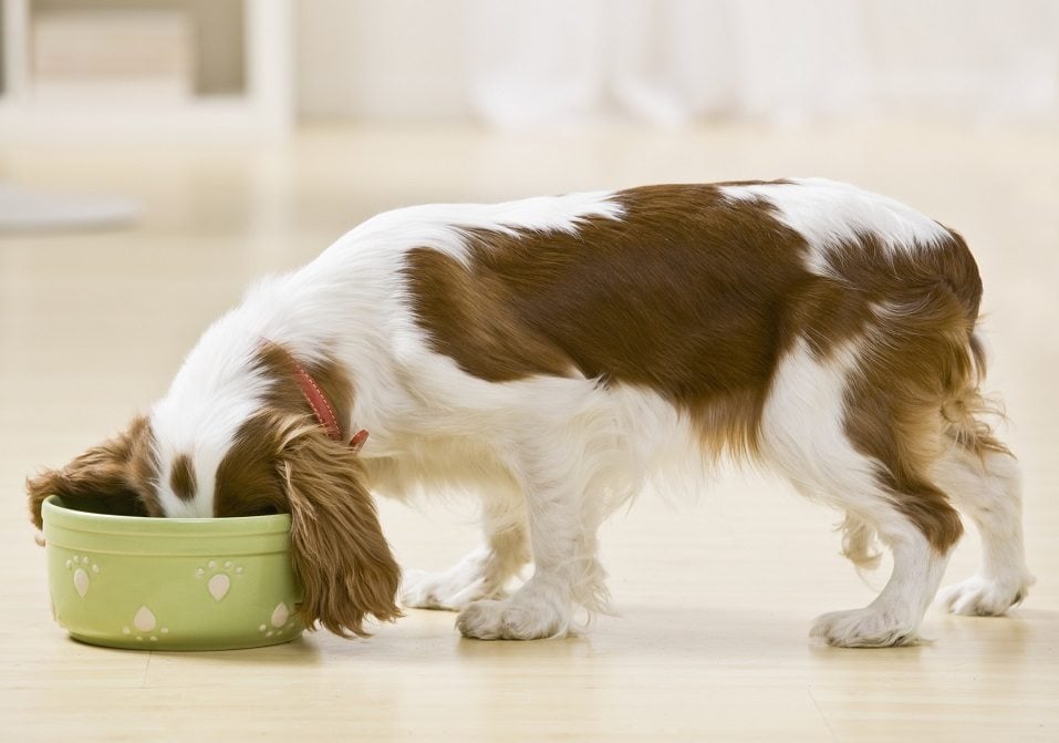 Puppy eating from food bowl