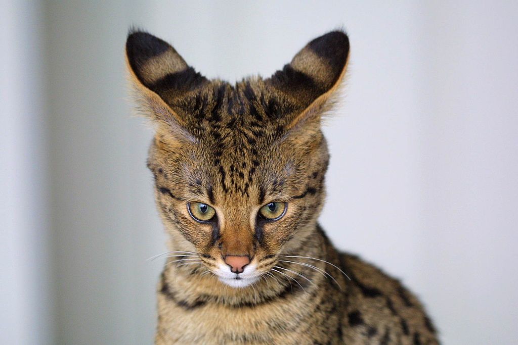 Savannah cat