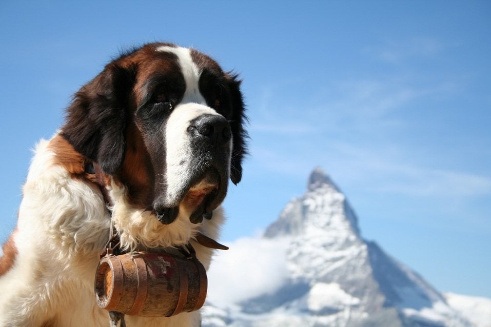 Saint Bernard rescue dog in Zermatt