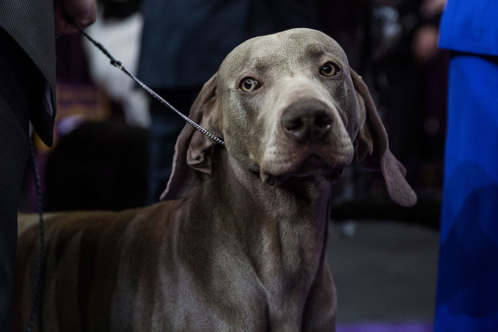 A Weimaraner waits to compete in the Westminster Dog Show