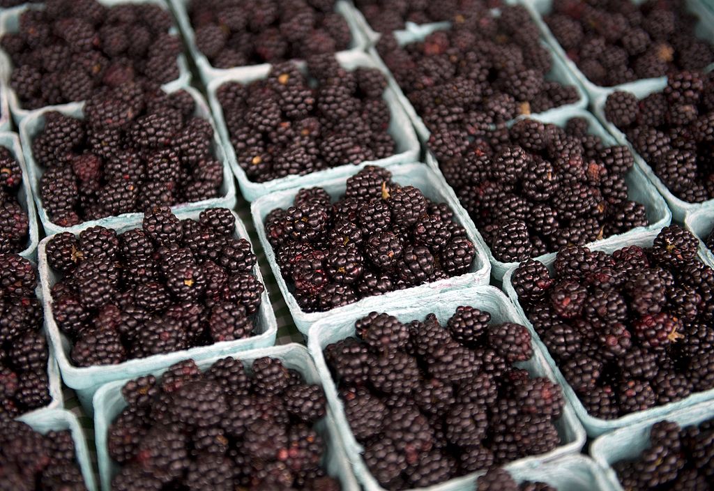 Blackberries