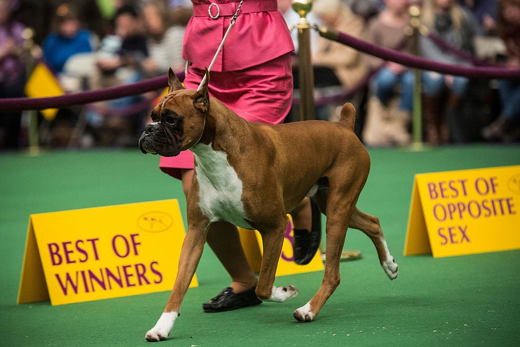 A boxer competes in the Westminster Dog Show