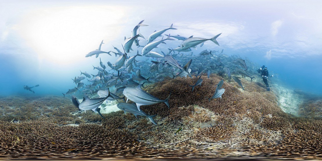 Chasing Coral