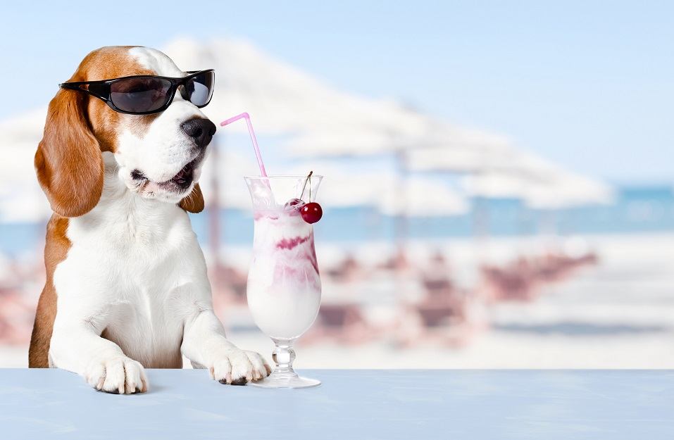 dog in sunglasses with a cocktail