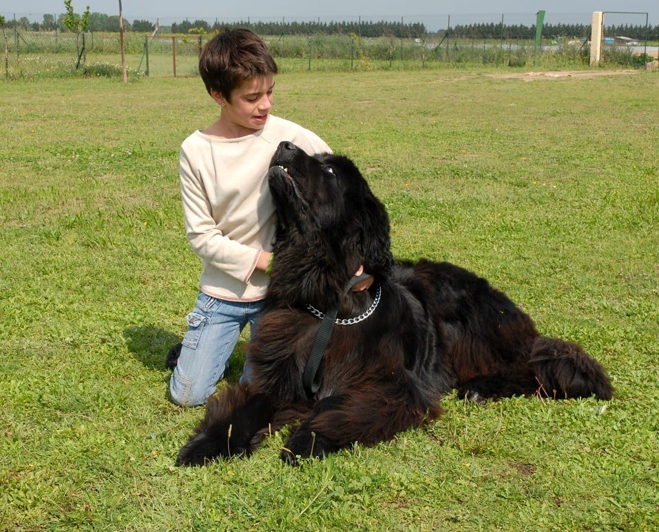 A girl with her Newfoundland