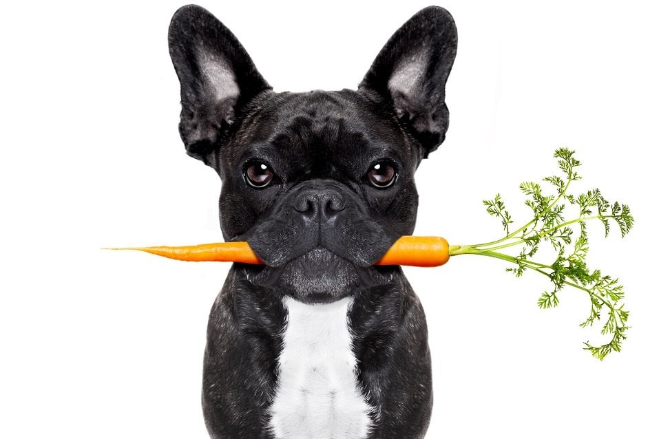 Bulldog with carrot in mouth
