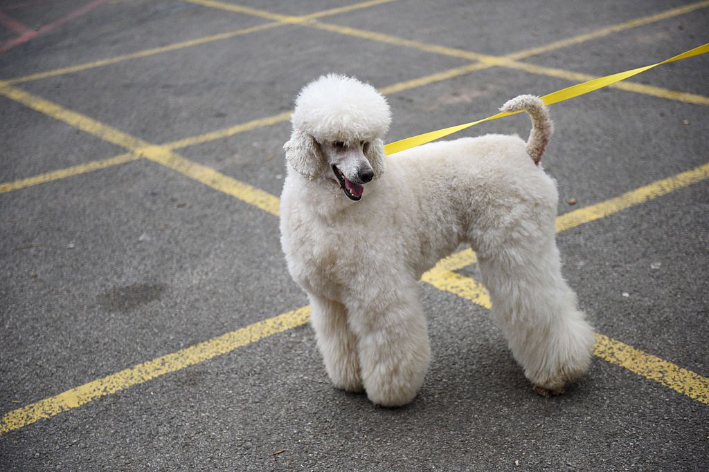 Poodle stands in a parking lot