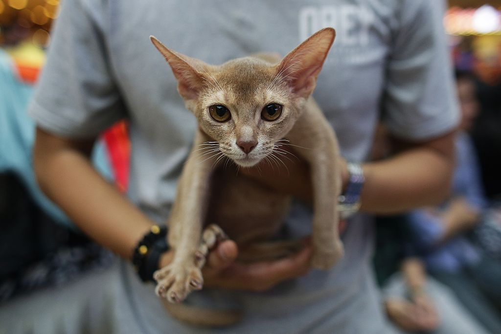 An Abyssinian cat