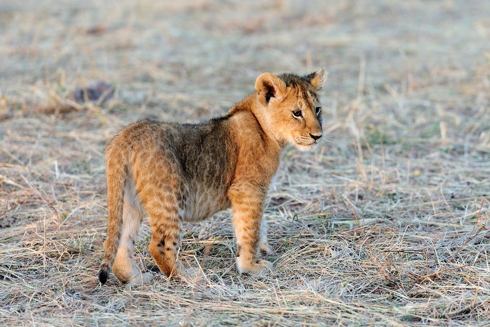 Young lion cub
