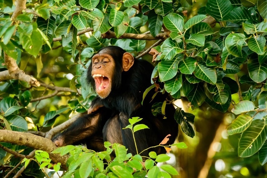Chimp in trees