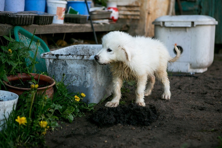white sheepdog puppy