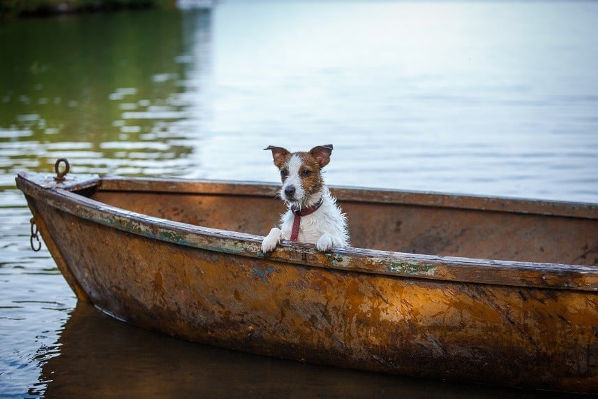 Jack Russell Terrier in a boat