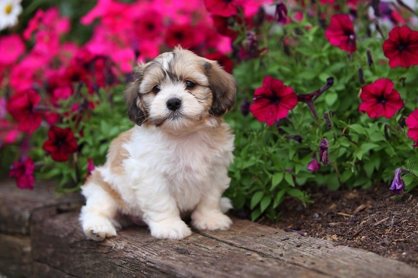 Shichon puppy