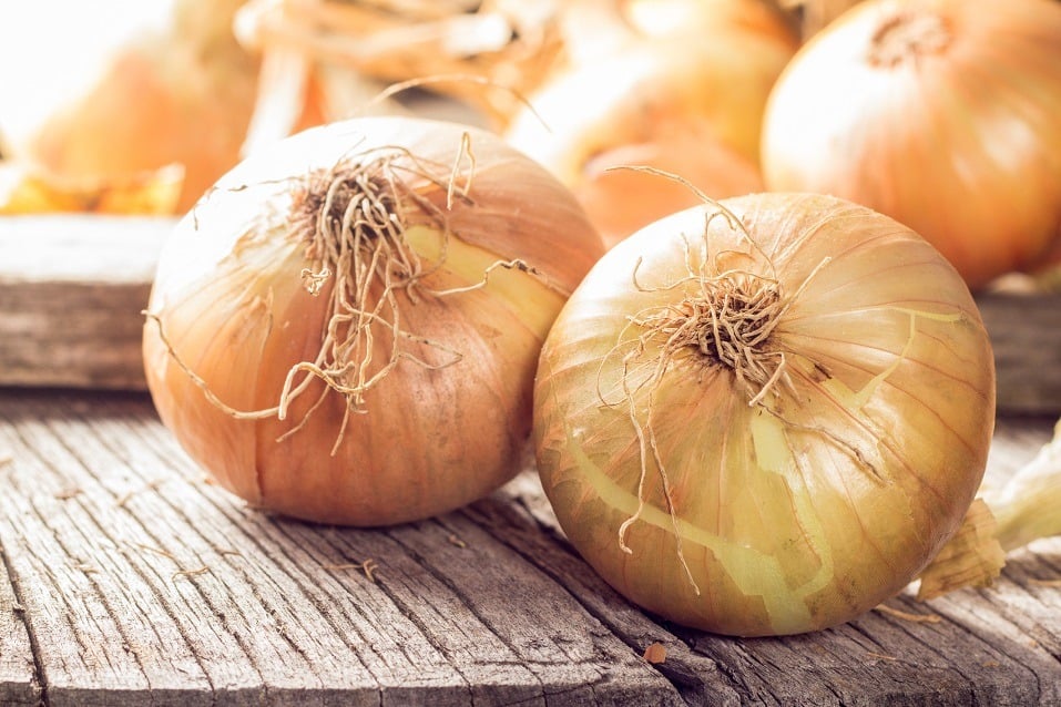 Fresh onions, just picked, on wooden table. There are 3 onions freshly harvested, they are yellow orange in color.