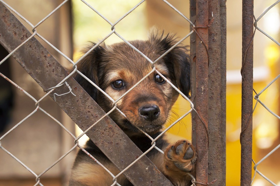 Dog looking through a fence