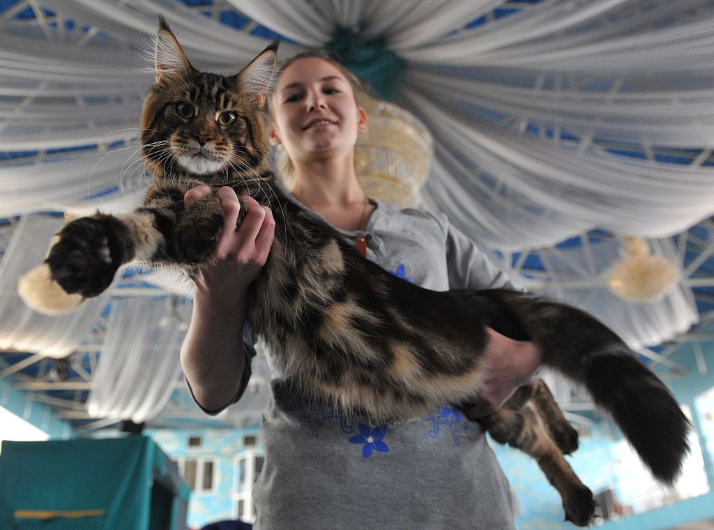 An owner poses with her Maine Coon cat