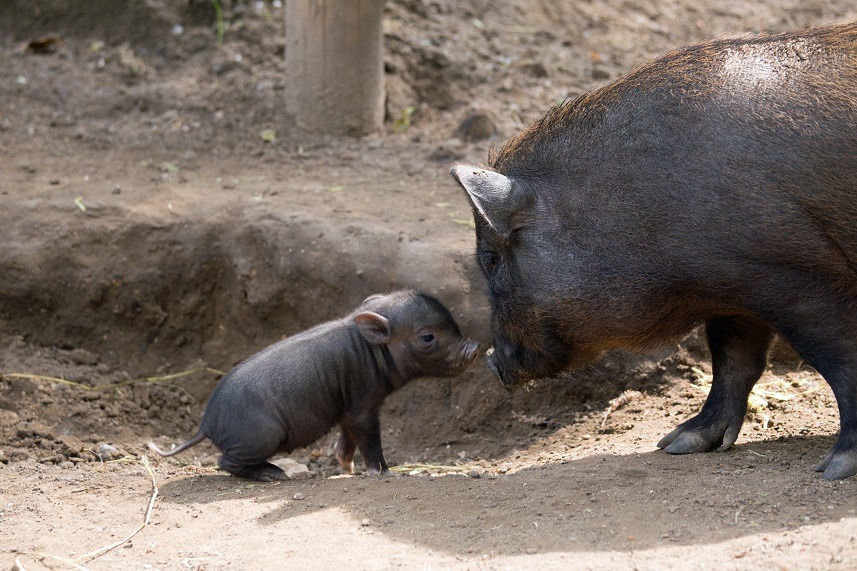 pig and piglet