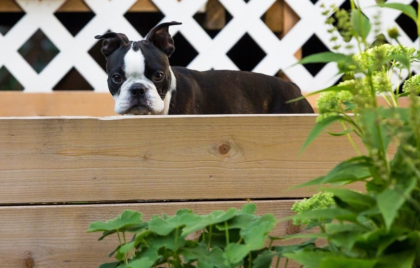 A Boston terrier puppy