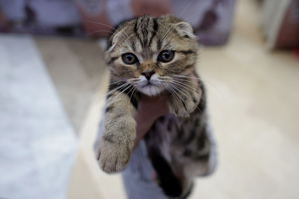 You Paid How Much for Your Pet? 13 Most Expensive Cat Breeds in the World