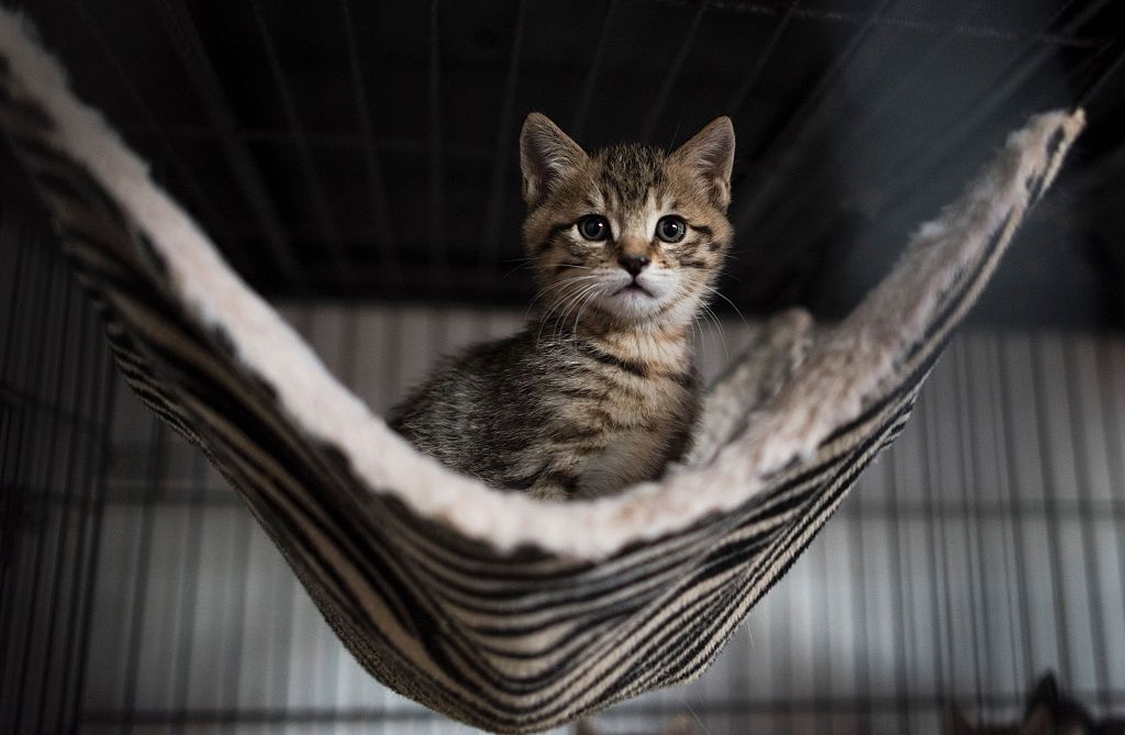 A Siberian Kitten