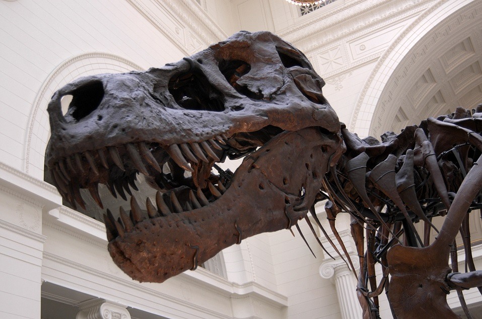 Tyrannosaurus rex head