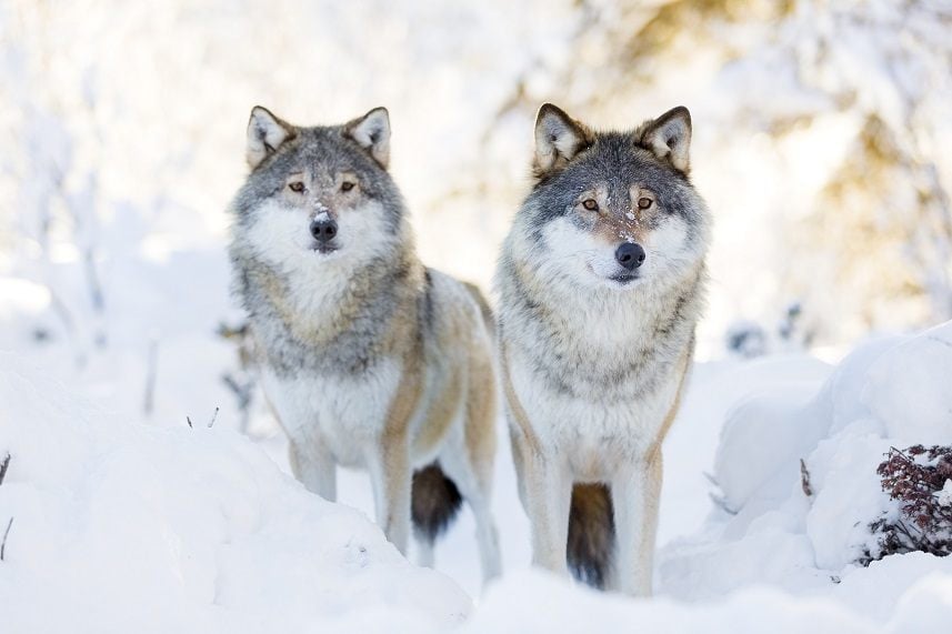Wolf pack standing in the woods