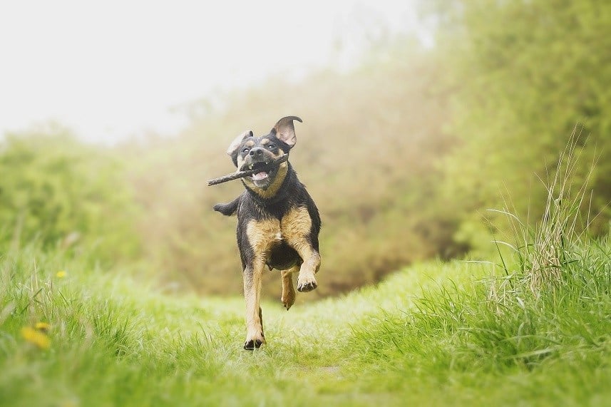 Rottweiler puppy running