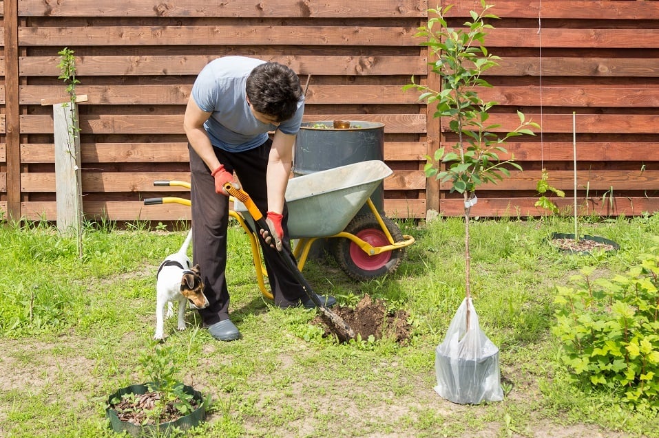Man with dog in a garden
