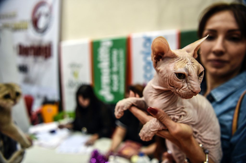 A woman holds a sphynx breed cat