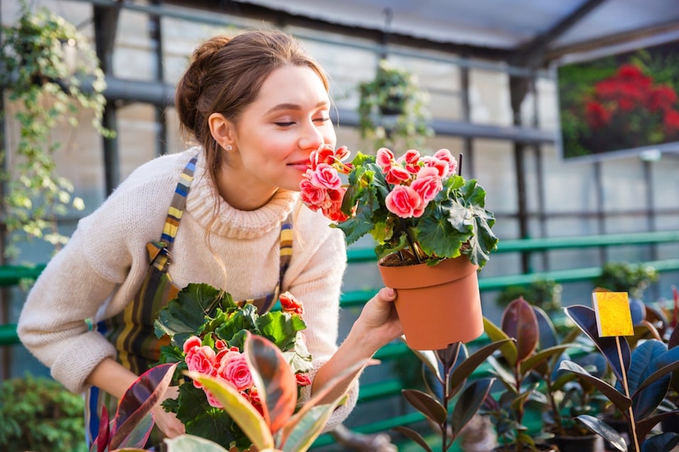 woman gardener smelling pink flowers in pot
