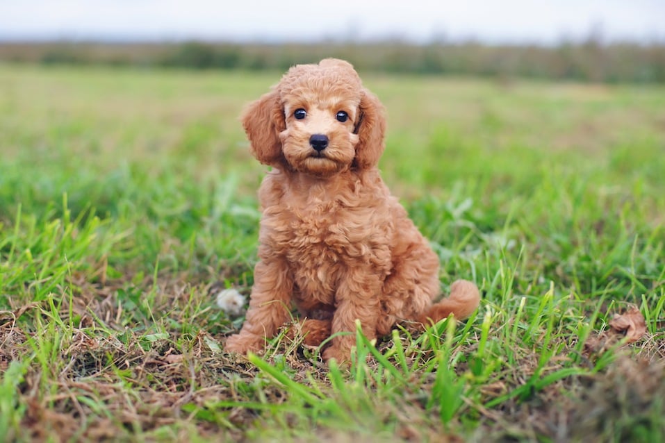 Cute red Toy Poodle puppy sitting outdoors on green grass