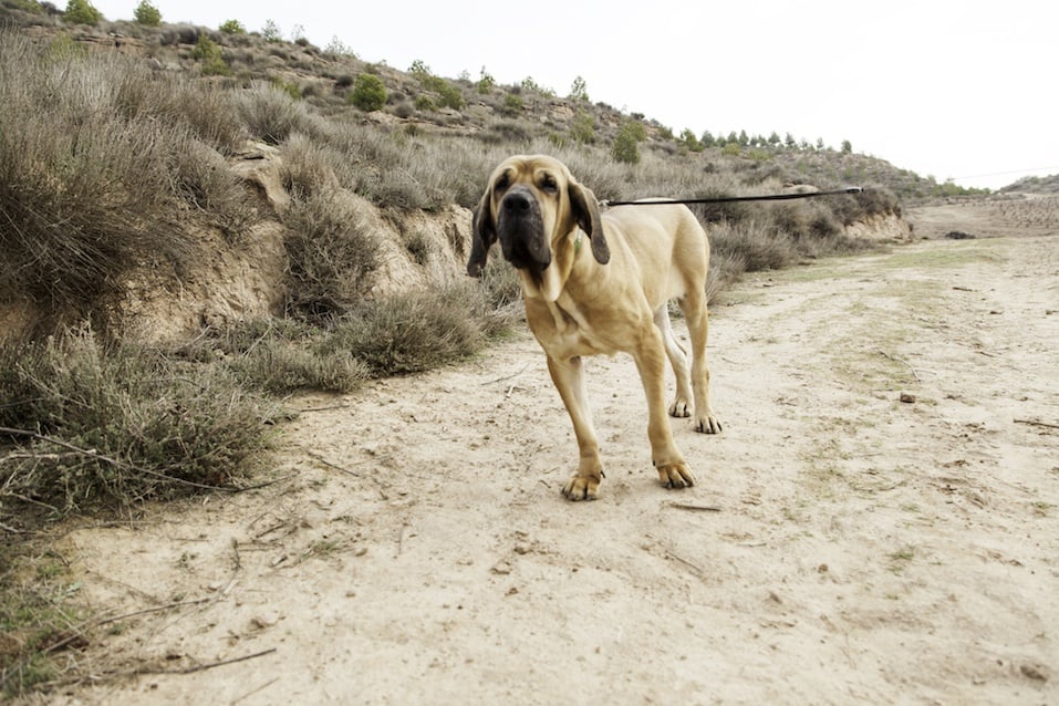 hound on sandy trail