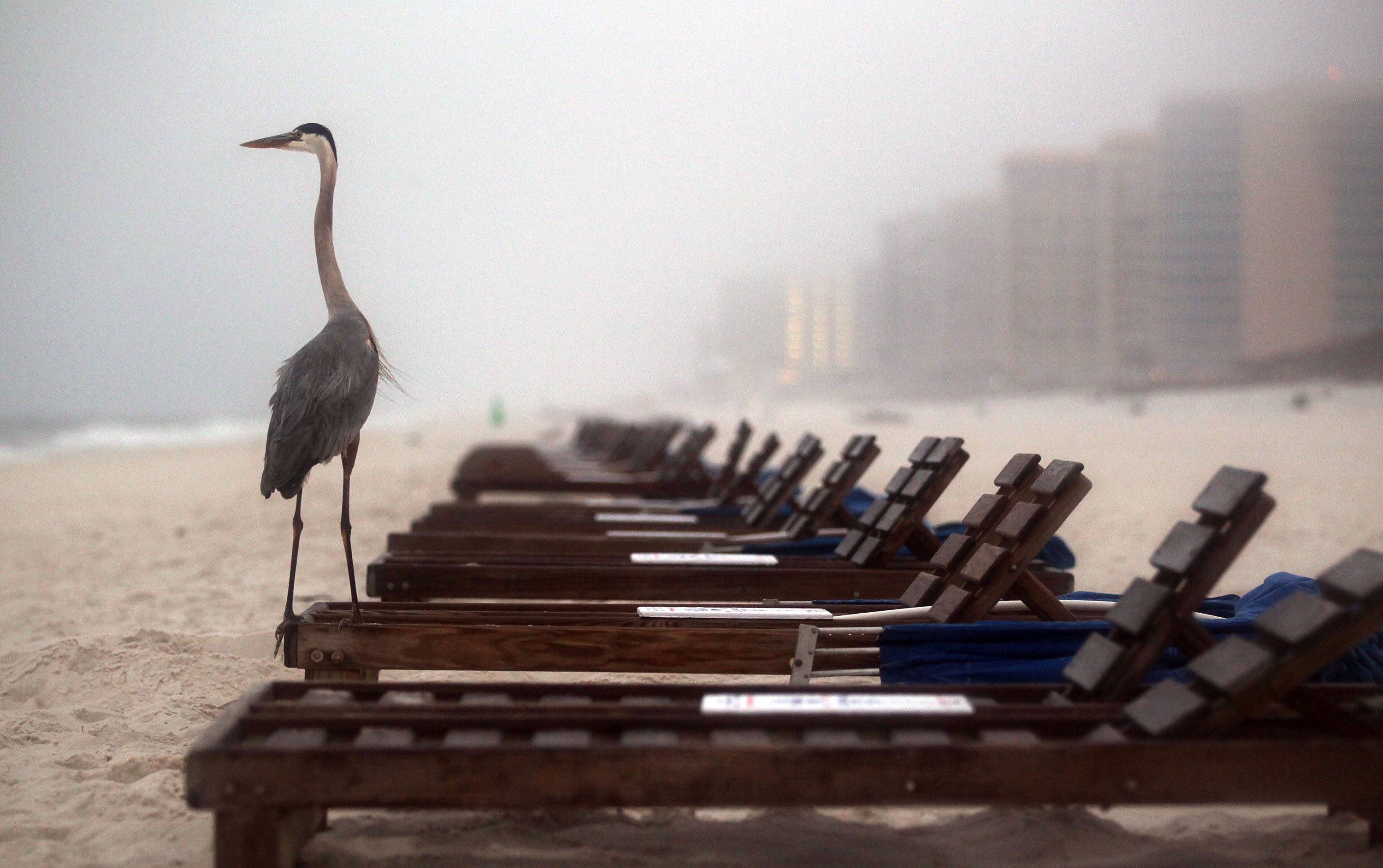 A crane stands on a beach chair in Orange Beach, Alabama