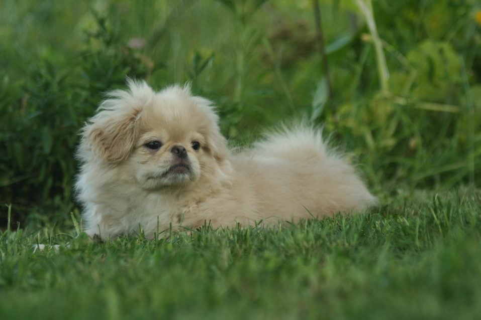 Happy pekingese puppy outdoors on a sunny day on the grass in the garden.