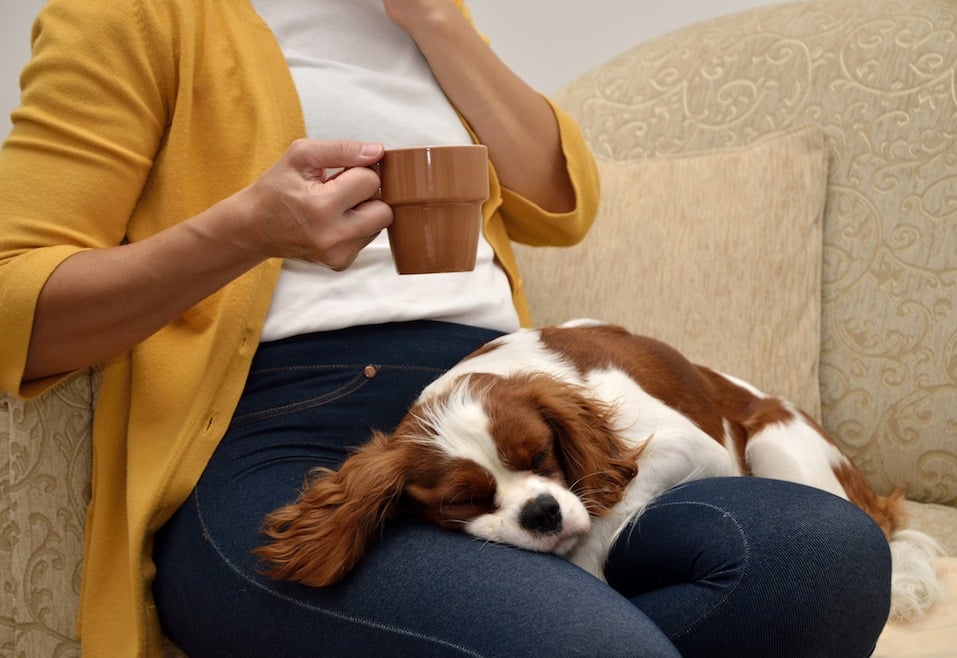 woman sitting on sofa drinking coffee with a spaniel sleeping on her lap