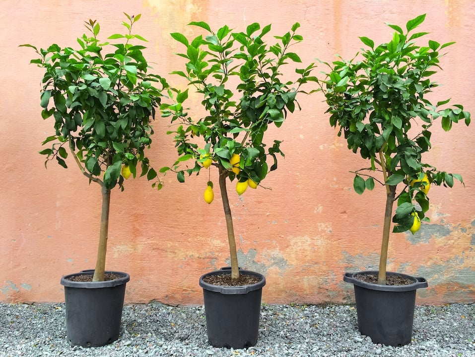 are citrus trees poisonous to dogs