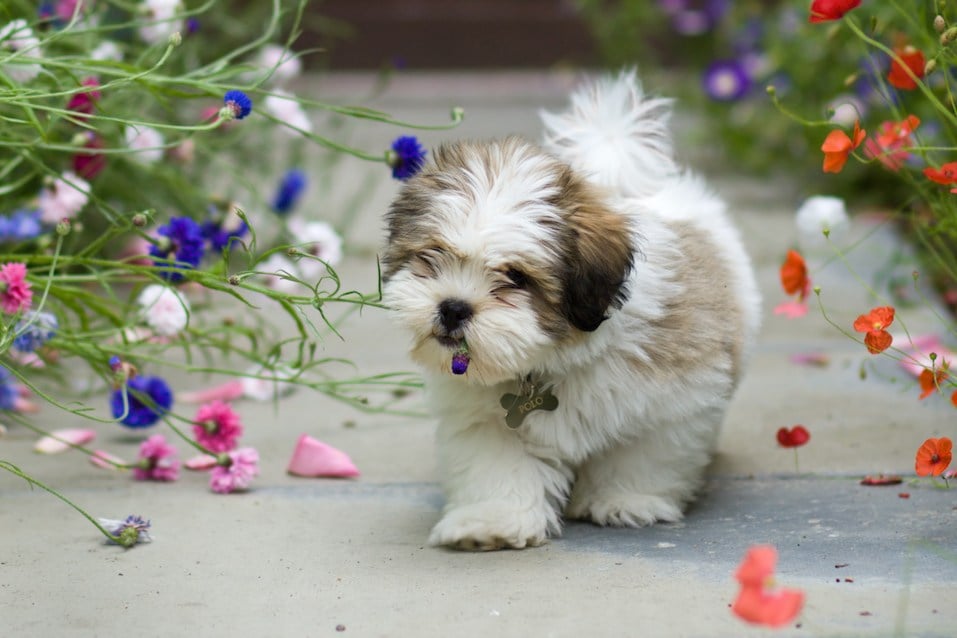 Cute lhasa apso puppy chewing a flower